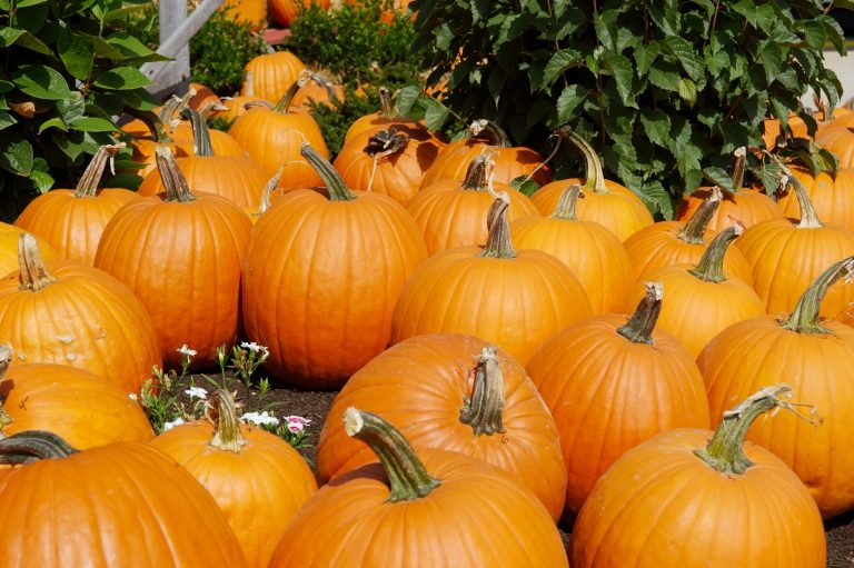 Pumpkins are for gratitude: One family's secret for using the fall season for giving thanks
