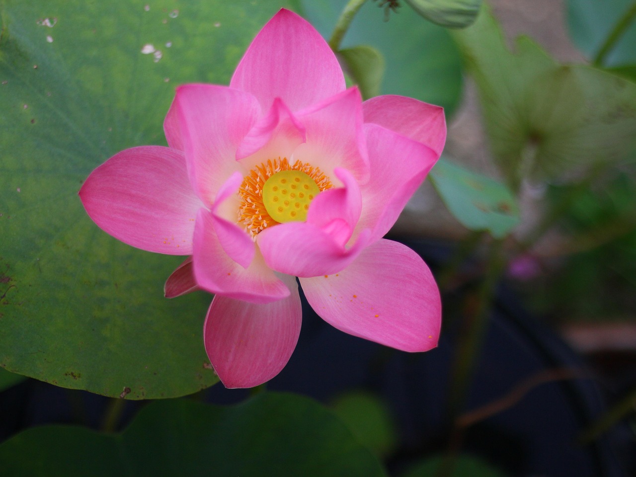 Lotus, lotus flower, lotus flower tattoo — Janaa Tha Hum Se Lyrics From Adalat [English Translation]