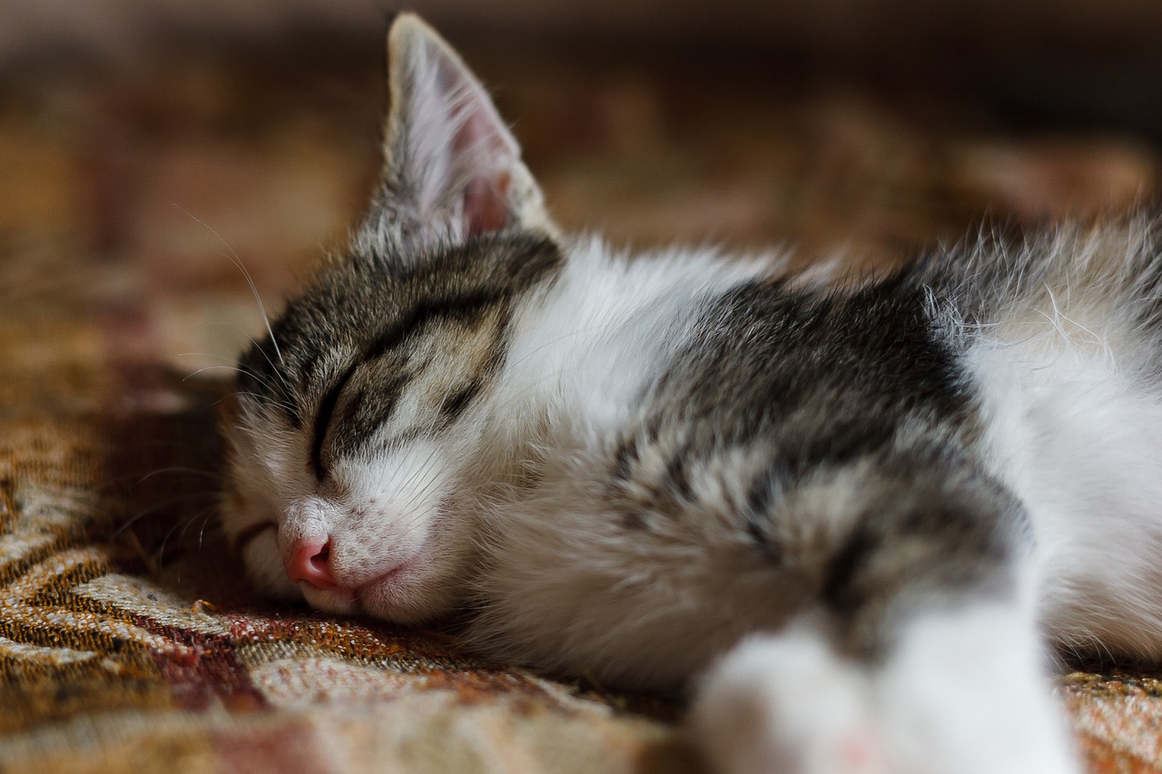 Cute, cat, animals — Malang Sajna Lyrics

Sachet Tandon, Parampara Tandon