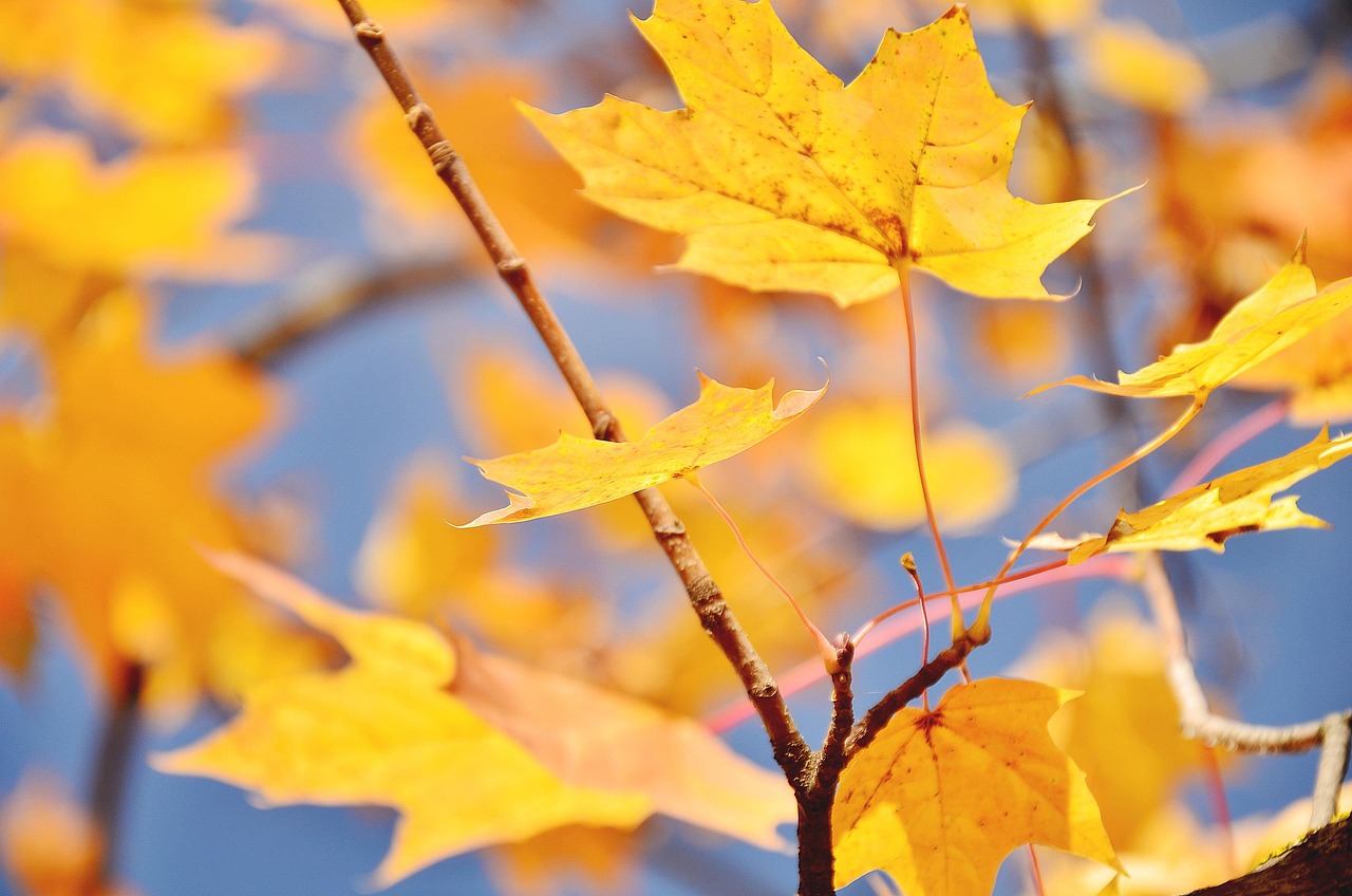 Autumn, maple, lyrics — Meri Dilruba Mere Lyrics From Aap Beati [English Translation]
