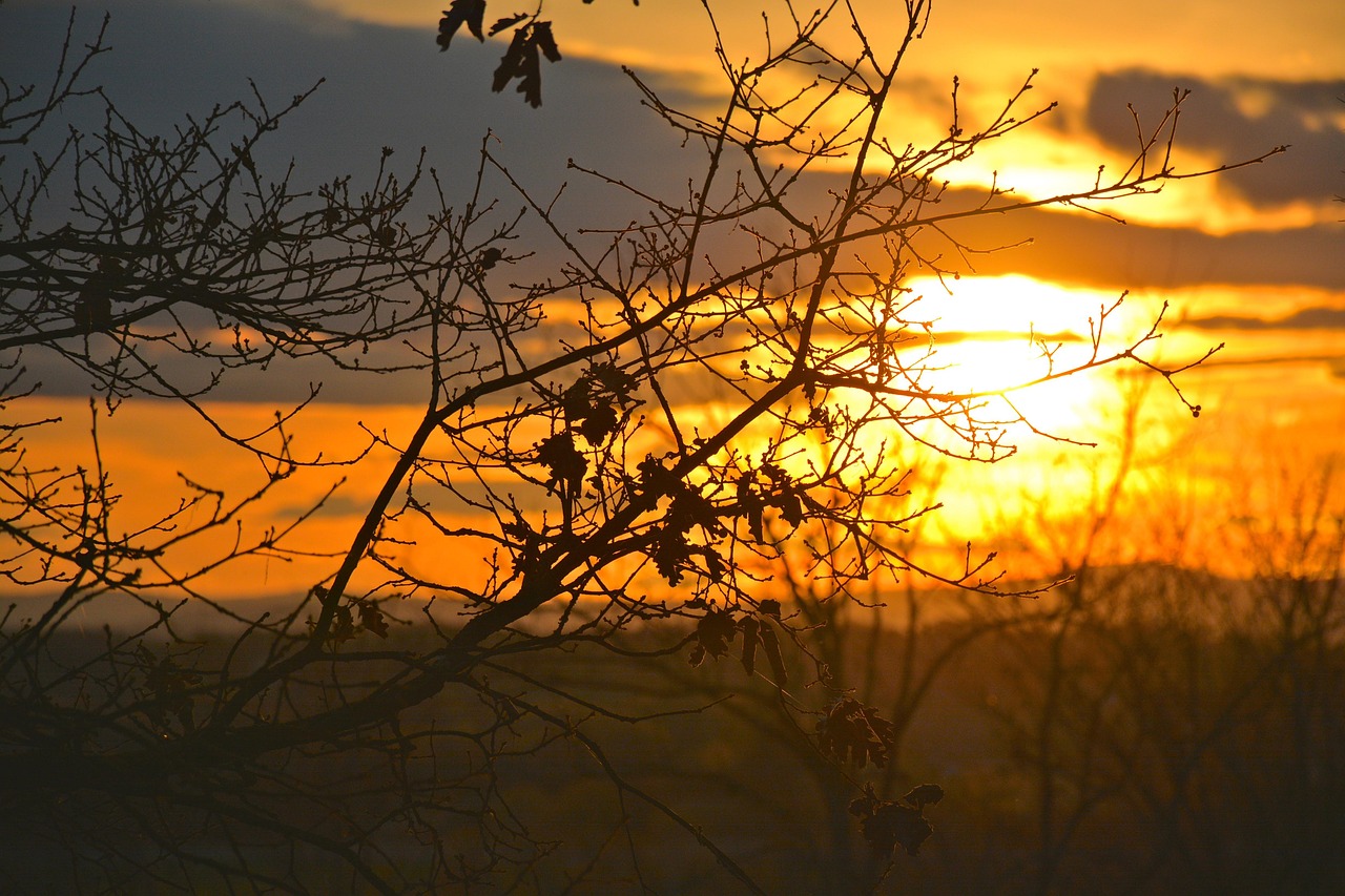 Poetic, sun, treetop — Milte Rahiye Lyrics From Prem Vivah [English Translation]