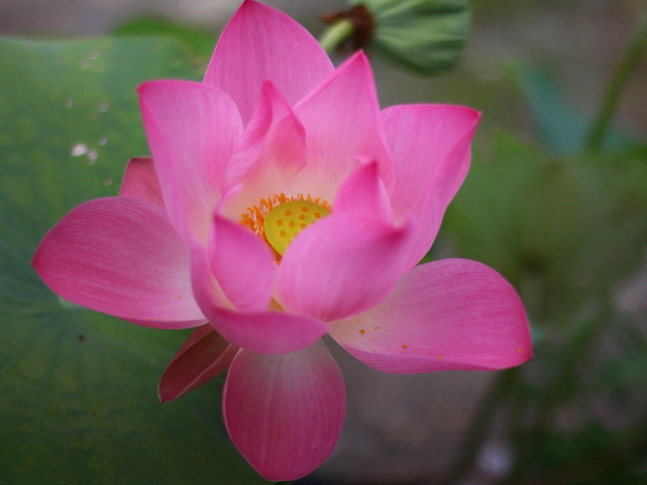 Lotus, lotus flower, lotus flower tattoo — Sakool Mein Kya Padhoge Lyrics From Dildaar [English Translation]