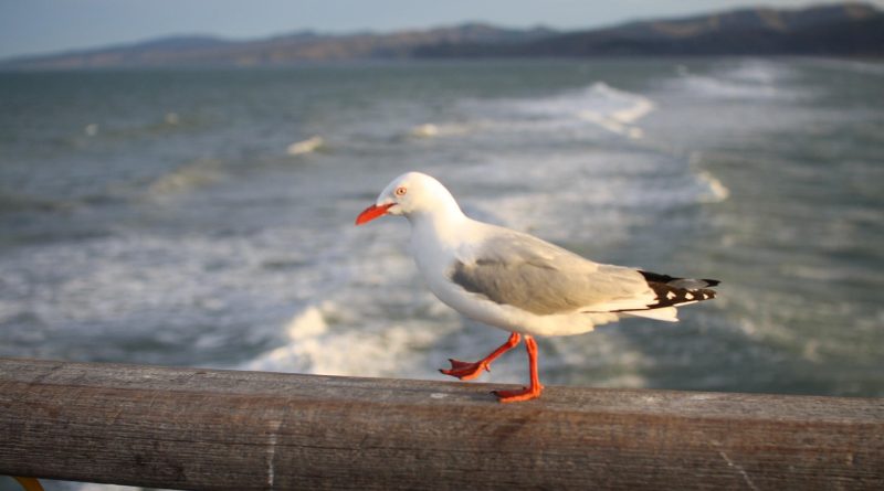 Seagull, bridge, ocean — Should You Store Items Like Wedding Dresses in a Self-Storage Locker?