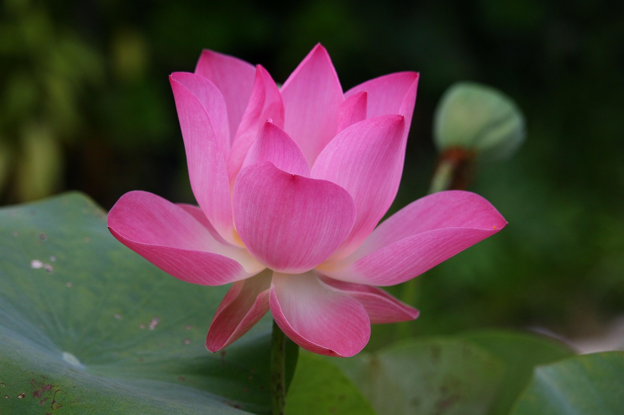 Lotus, lotus flower, lotus flower tattoo — Tu Tan Main Lyrics
Asees Kaur