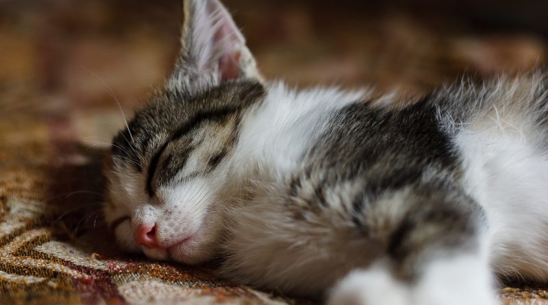 Cute, cat, animals — Wo Bhi Mujhse Lyrics From Deewaangee [English Translation]